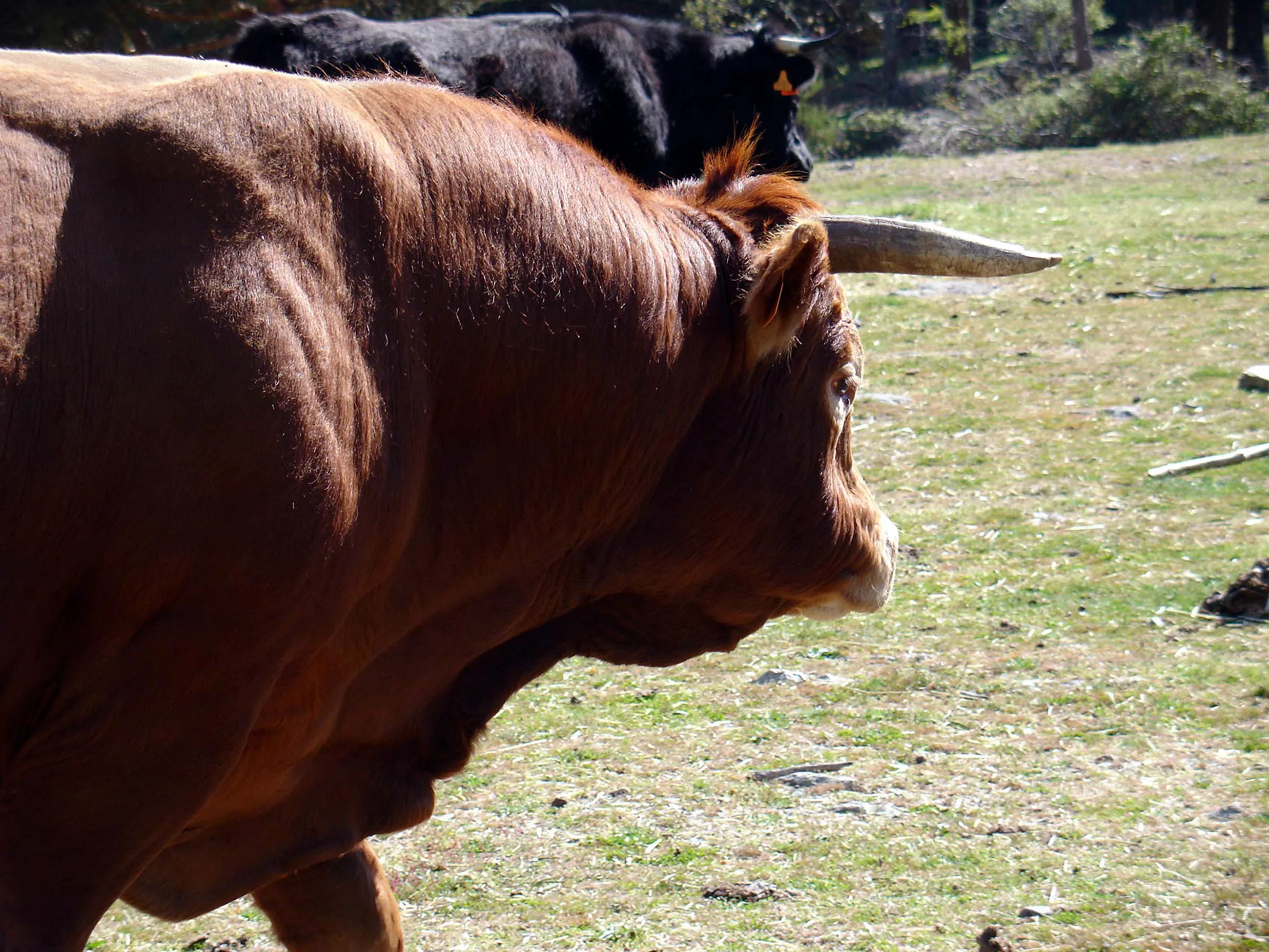 Proyecto en colaboración